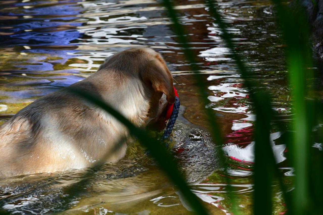 Naturforsthaus Ferienwohnung Fuer Hunde- Und Tierverbundene Menschen Preitenegg Εξωτερικό φωτογραφία
