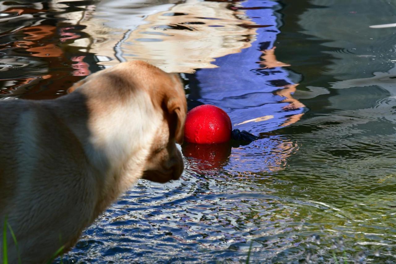 Naturforsthaus Ferienwohnung Fuer Hunde- Und Tierverbundene Menschen Preitenegg Εξωτερικό φωτογραφία